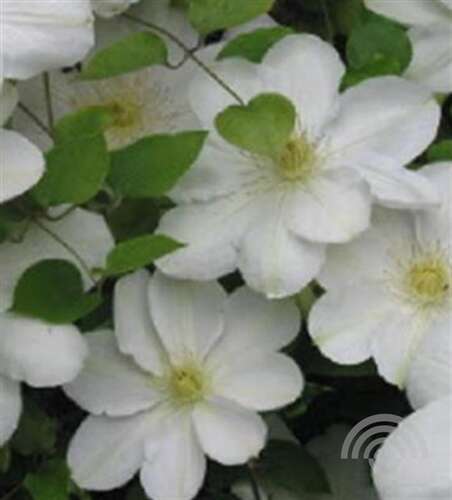 Afbeelding bij Bosrank - Clematis 'Madame Le Coultre'