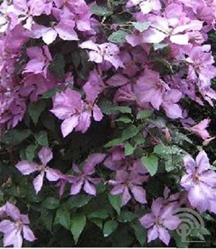 Afbeelding bij Bosrank - Clematis 'Margaret Hunt'