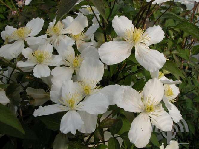 Afbeelding bij Bosrank -  Clematis montana &#039;Alba&#039;