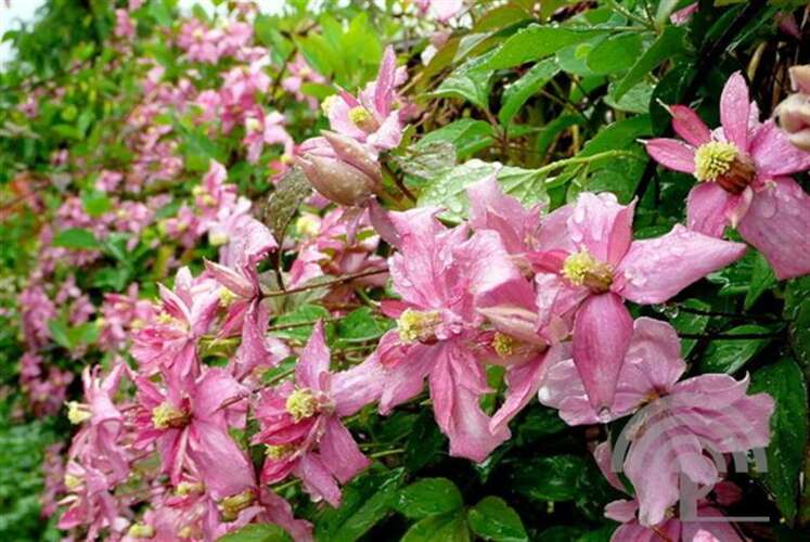 Afbeelding bij Bosrank&#039; - Clematis montana &#039;Broughton Star&#039;