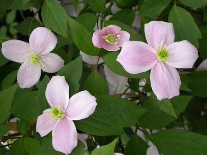 Afbeelding bij Bosrank&#039; - Clematis montana &#039;Elizabeth&#039;