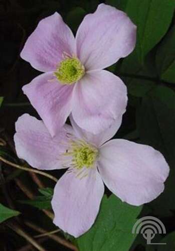 Afbeelding bij Bosrank&#039; - Clematis montana &#039;Fragrant Spring&#039;