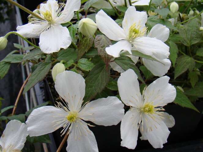 Afbeelding bij Bosrank&#039; - Clematis montana &#039;Grandiflora&#039;