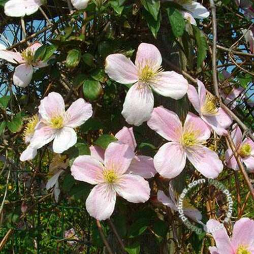 Afbeelding bij Bosrank' - Clematis montana 'Rubens'