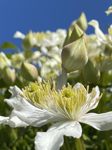 Afbeelding bij Bosrank&#039; - Clematis montana &#039;Superba&#039;