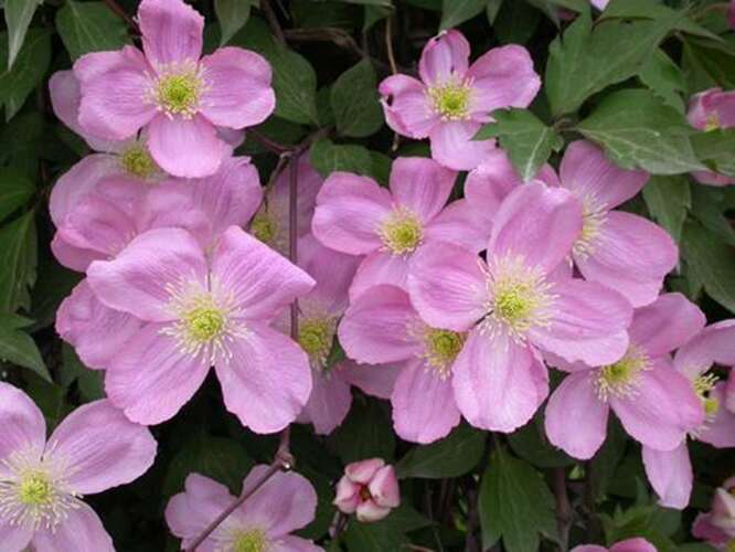 Afbeelding bij Bosrank' - Clematis montana 'Tetrarose'