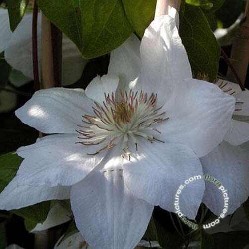 Afbeelding bij Bosrank - Clematis 'Mrs George Jackman'