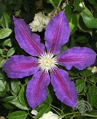 Afbeelding bij Bosrank - Clematis 'Mrs N. Thompson'