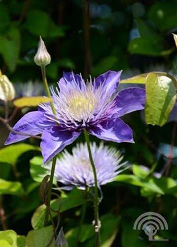 Afbeelding bij Bosrank - Clematis 'Multi Blue'