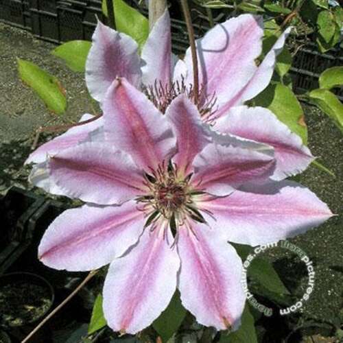 Afbeelding bij Bosrank - Clematis 'Nelly Moser'