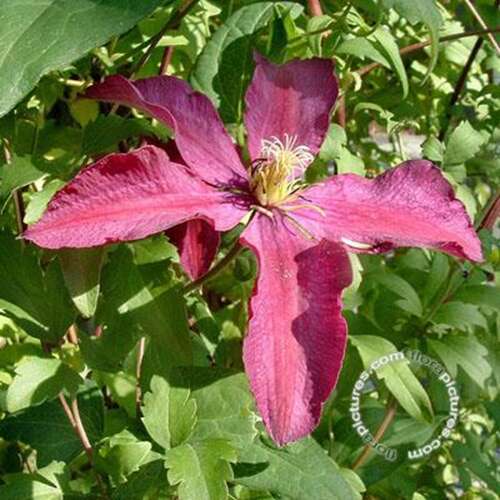 Afbeelding bij Bosrank - Clematis 'Niobe'