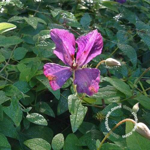 Afbeelding bij Bosrank - Clematis 'Polish Spirit'