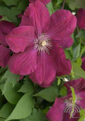 Afbeelding bij Bosrank - Clematis &#039;Rouge Cardinal&#039;
