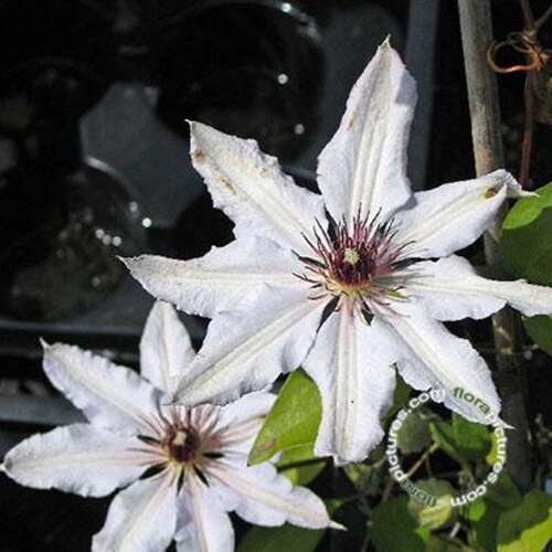 Afbeelding bij Bosrank - Clematis 'Snow Queen'