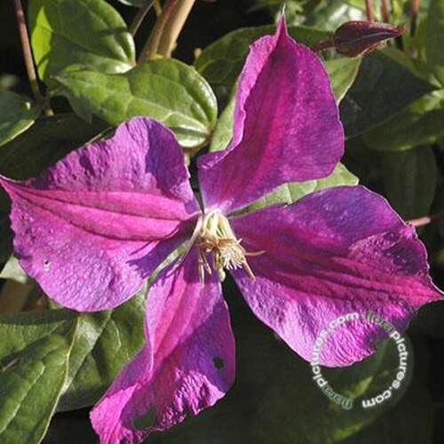 Afbeelding bij Bosrank - Clematis 'Star of India'