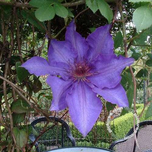 Afbeelding bij Bosrank - Clematis &#039;The President&#039;