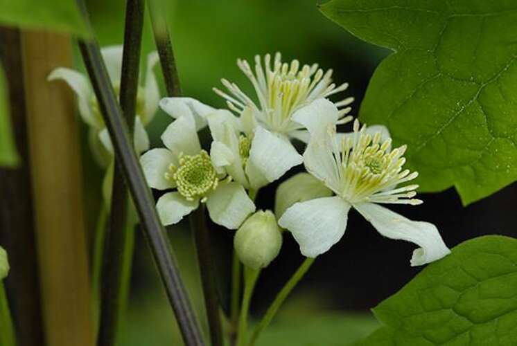 Afbeelding bij Bosrank - Clematis trichotoma