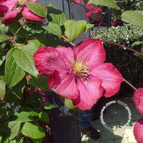 Afbeelding bij Bosrank - Clematis 'Ville de Lyon'