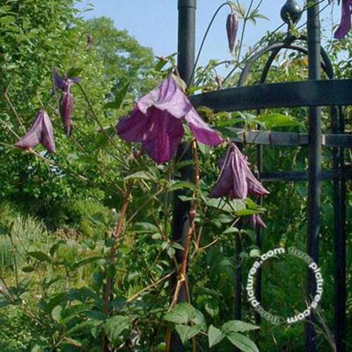Afbeelding bij Bosrank - Clematis viticella