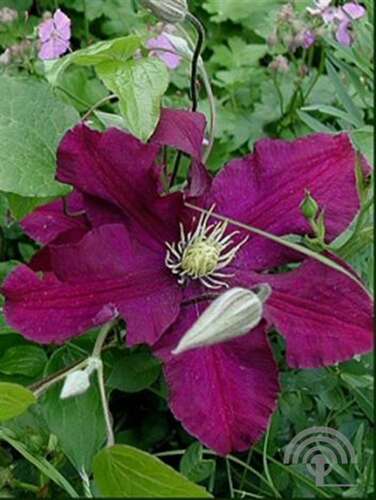 Afbeelding bij Bosrank - Clematis 'Warszawska Nike'