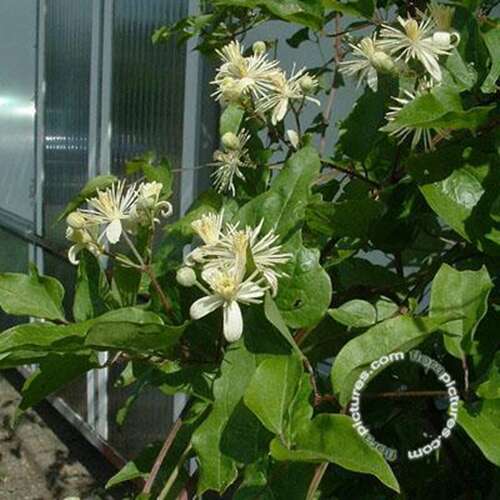 Afbeelding bij Bosrank - Hegge-clematis - Clematis vitalba