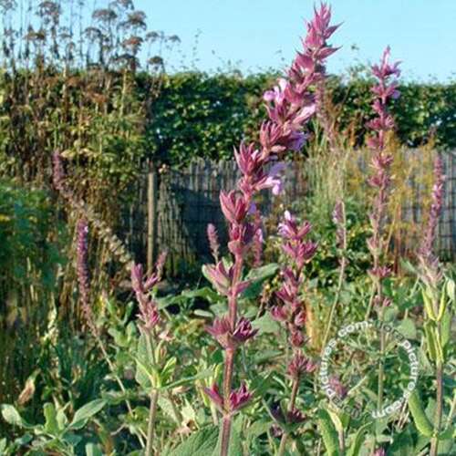 Afbeelding bij Bossalie - Salvia nemorosa 'Amethyst' 