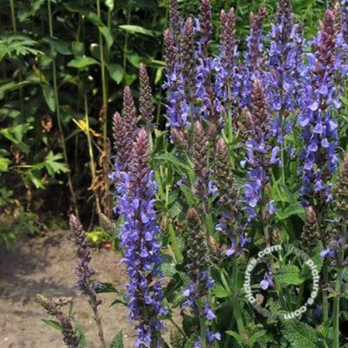 Afbeelding bij Bossalie - Salvia nemorosa &#039;Blauhügel&#039; 