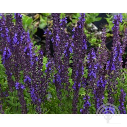 Afbeelding bij Bossalie - Salvia nemorosa &#039;Blaukönigin&#039;