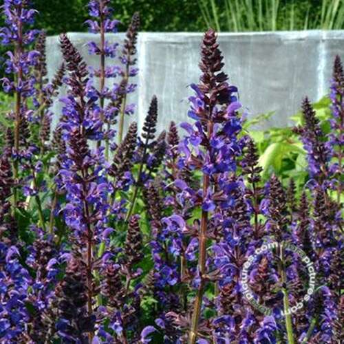 Afbeelding bij Bossalie - Salvia nemorosa &#039;Mainacht&#039; 