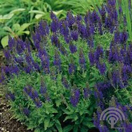 Afbeelding bij Bossalie - Salvia nemorosa &#039;Marcus&#039; 