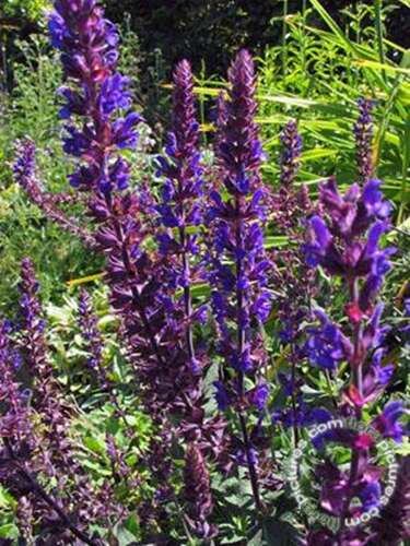Afbeelding bij Bossalie - Salvia nemorosa &#039;Ostfriesland&#039; 