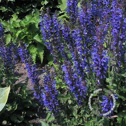 Afbeelding bij Bossalie - Salvia nemorosa &#039;Rügen&#039; 