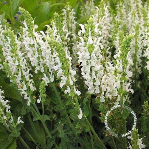 Afbeelding bij Bossalie - Salvia nemorosa 'Schneehügel'