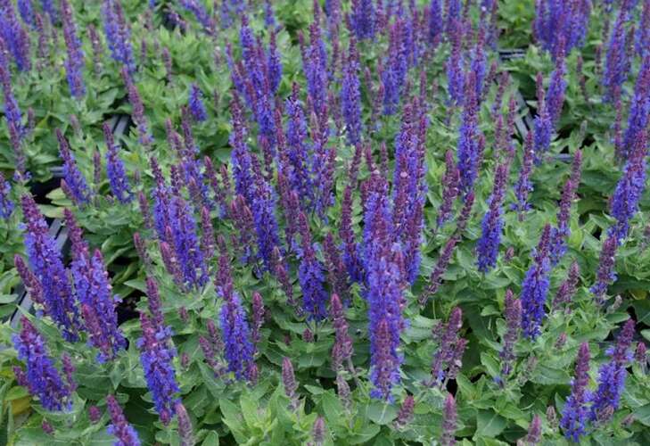 Afbeelding bij Bossalie - Salvia nemorosa 'Sensation Deep Blue'