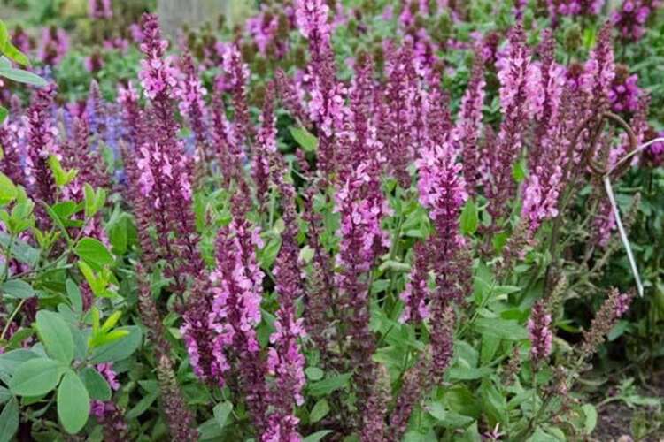 Afbeelding bij Bossalie - Salvia nemorosa 'Sensation Deep Rose' 