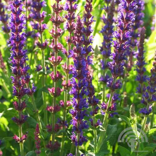 Afbeelding bij Bossalie - Salvia nemorosa 'Tänzerin'  