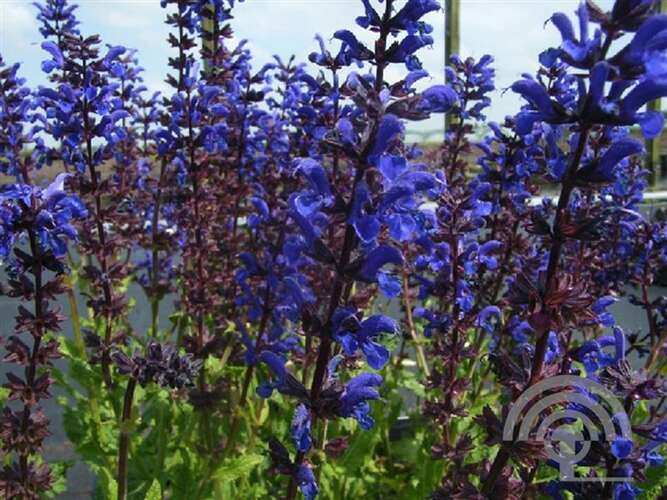 Afbeelding bij Bossalie - Salvia nemorosa &#039;Viola Klose&#039;   