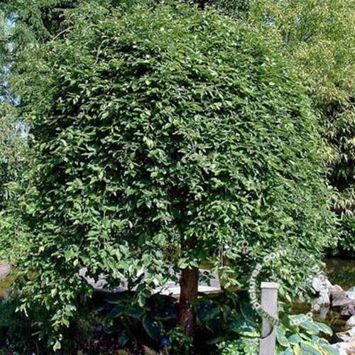 Afbeelding bij Boswilg - treurvorm - Salix caprea &#039;Kilmarnock&#039;