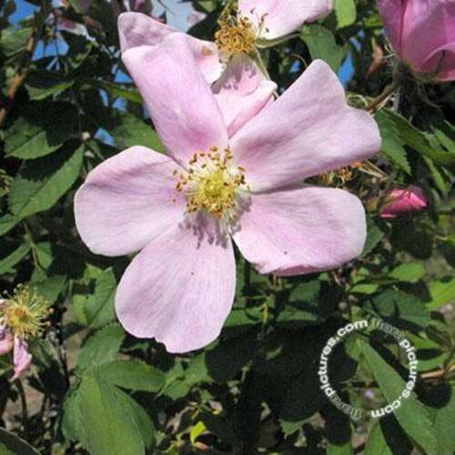Afbeelding bij Botanische roos - Apothekersroos - Rosa (B) gallica &#039;Officinalis&#039;