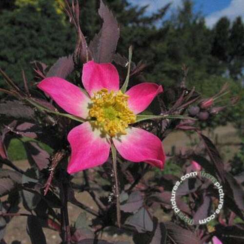 Afbeelding bij Botanische roos - Bergroos - Rosa (B) glauca