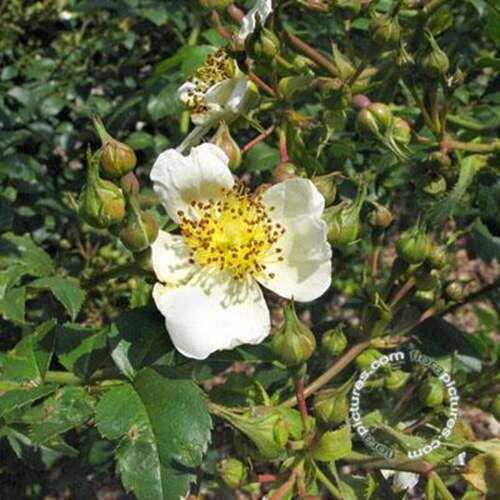 Afbeelding bij Botanische roos - Bosroos - Rosa (B) &#039;Arvensis&#039;