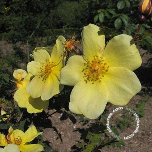 Afbeelding bij Botanische roos - Chinese goudroos - Rosa (B) hugonis