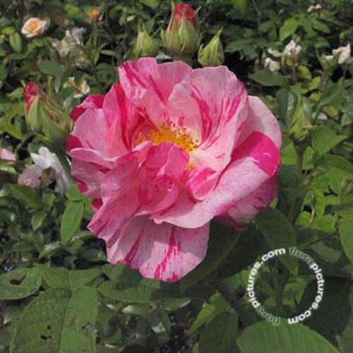 Afbeelding bij Botanische roos - Franse roos - Rosa (B) gallica &#039;Versicolor&#039;