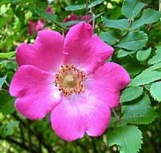 Afbeelding bij Botanische roos - Heesterroos - Rosa (B) moyesii