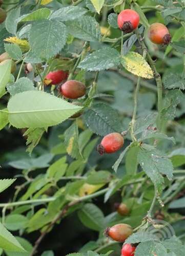 Afbeelding bij Botanische roos - Hondsroos - Rosa (B) canina