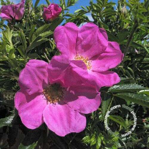 Afbeelding bij Botanische roos - Wilde roos - Rosa (B) nitida