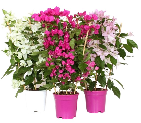 Afbeelding bij Bougainvillea