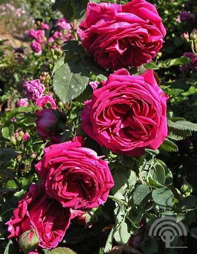 Afbeelding bij Bourbonroos - Rosa borboniana - Klimroos - Rosa (HRb) 'Mme Isaac Pereire'