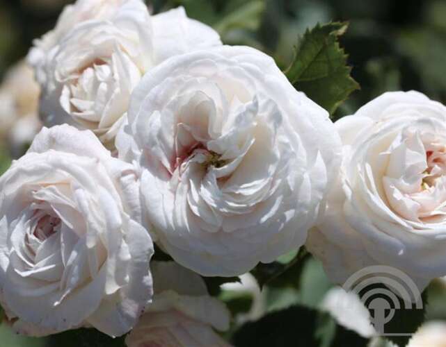 Afbeelding bij Bourbonroos - Rosa borboniana - Rosa (HRb) 'Boule de Neige'