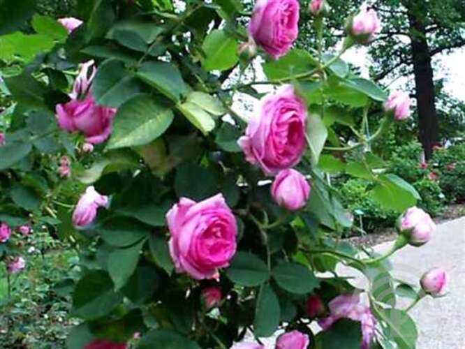 Afbeelding bij Bourbonroos - Rosa borboniana - Rosa (HRb) 'Louise Odier